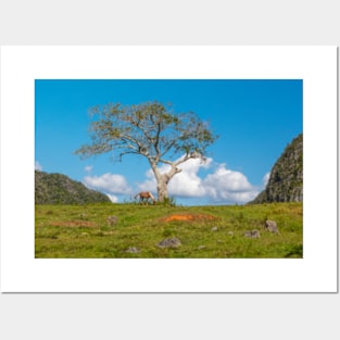 Single tree in Vinales Valley, Cuba Posters and Art